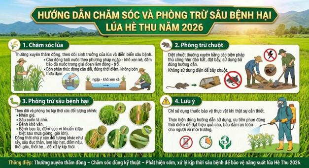 Xã Ái Tử tăng cường chăm sóc và phòng trừ sâu bệnh hại lúa vụ Hè Thu 2026