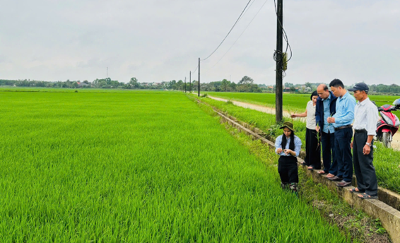 Tăng cường phòng trừ bệnh đạo ôn hại lúa vụ Đông Xuân 2025–2026