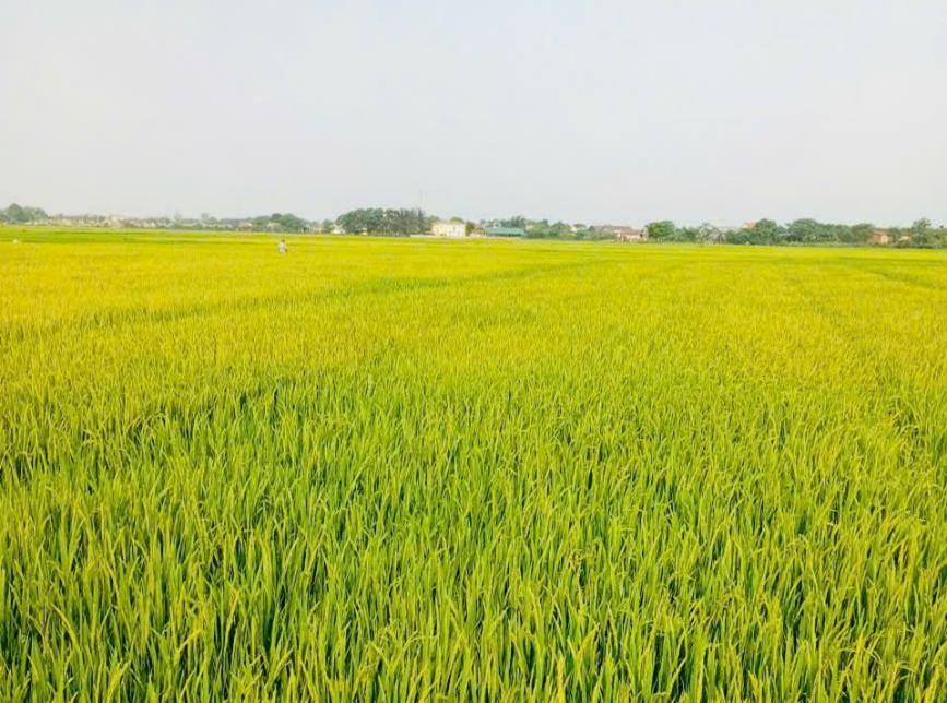 Xã Ái Tử tiếp tục tăng cường chăm sóc và phòng trừ sâu bệnh hại lúa giai đoạn trước, trong và sau...