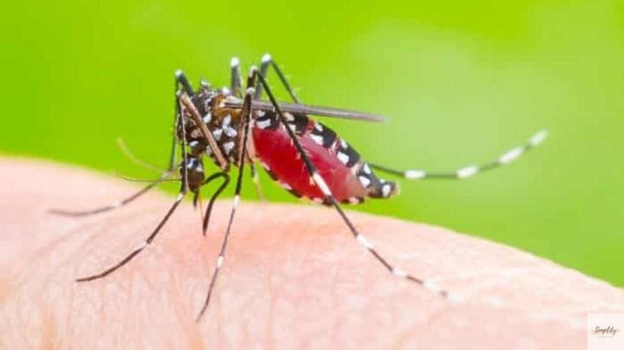 BÀI TUYÊN TRUYỀN PHÒNG CHỐNG BỆNH SỐT XUẤT HUYẾT
